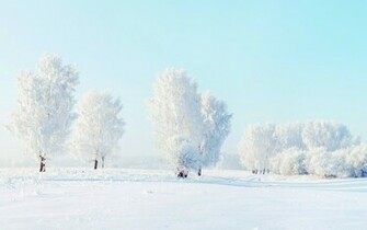 Winter Frost Trees Snow Wallpaper