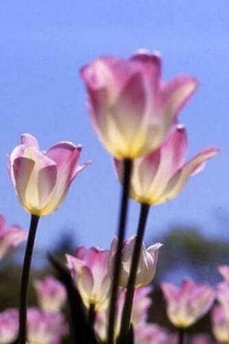 Purple Tulip iPhone HD Wallpaper
