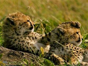 Photo Animal Wallpaper National Geographic Of The Day