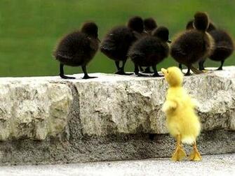 Lovely Wallpaper Little Cute Animals