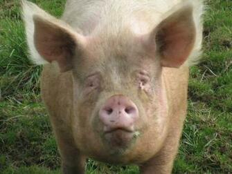 Funny Pig Wallpaper