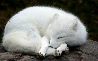 Arctic Fox Wallpaper