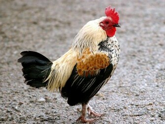 Rooster Bird Wallpaper Background