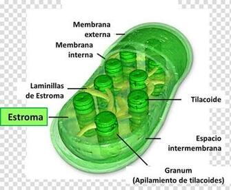 Chloroplast Chlorophyll Synthesis Stroma Cell Plant Transparent