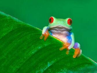 Frog Wallpaper HD Beautiful Desktop