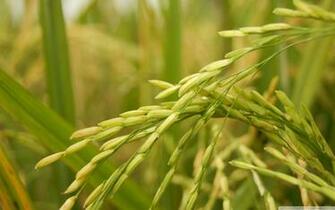 Rice Wallpaper 52x73fc Px 4usky