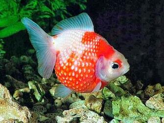 Wallpaper U 3d Amazing Gold Fish HD