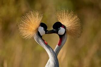 Beautiful Love Birds Wallpaper
