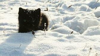 Black And White Winter Snow Cats Cat Com