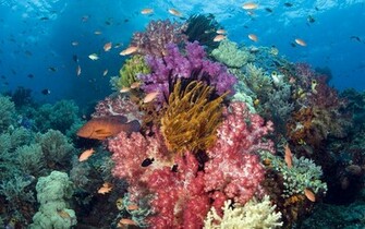 Tropical Fish Wallpaper HD