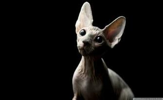 Black Sphynx Cat HD Wallpaper