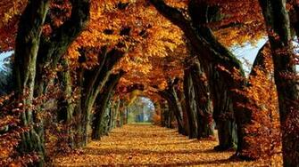 Yellow Leaves Path Brown Falls End Narrow Start Wallpaper