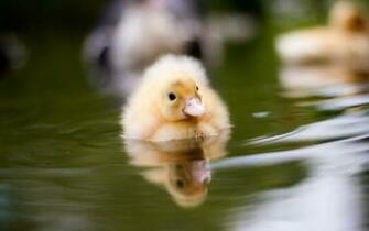 Wallpaper Duckling