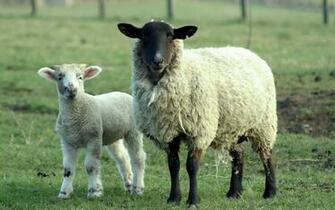 Cute Sheep Animal Wallpaper HD High Resolution
