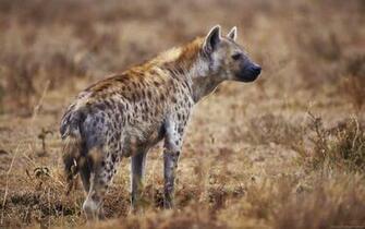 Hyena Wallpaper And Background Image Net