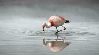 Flamingo Wallpaper
