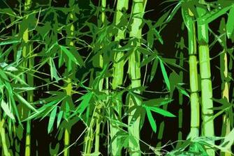 Bamboo Wallpaper HD Topwallpaper