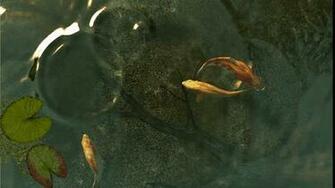 Related Pictures 3d Koi Pond Live Wallpaper Desktop