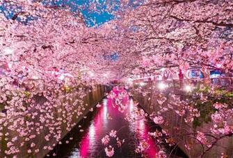 Laeacco Dusk Light Drain Cherry Blossoms Scenic Photography