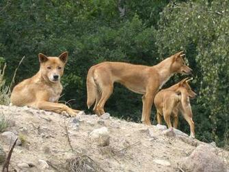 Dingo HD Desktop Wallpaper 7wallpaper Net