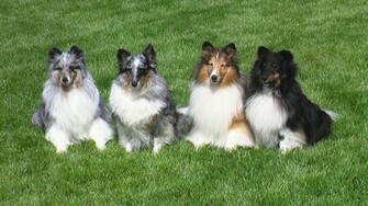 Shetland Sheepdog Wallpaper