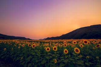 Sunflower Field Wallpaper