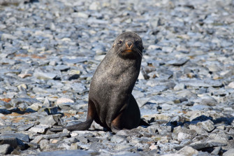 Southern Fur Seal Restingon Rocks Wallpaper