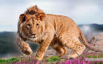Lion Pictures HD Wallpaper