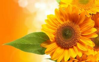 Sunflowers Wallpaper On