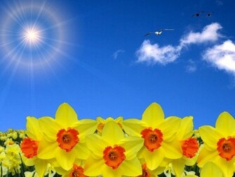 The Season Of Sunshine Spring And Daffodils Is Finally Here In West