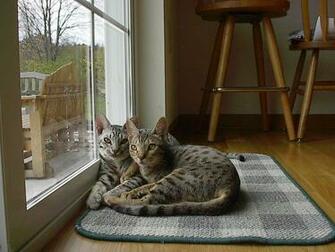 Charming Ocicat Cats Photo And Wallpaper Beautiful