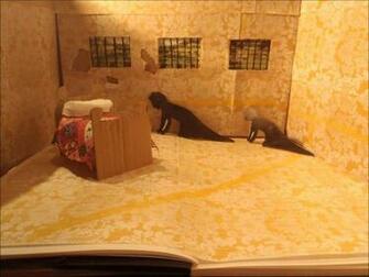 The Yellow Wallpaper Animated Librarian S Daughter