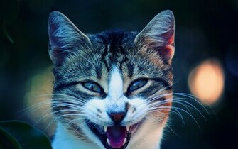 Nice Animals Desktop Background HD Mac 4k Ultra Ssoflx