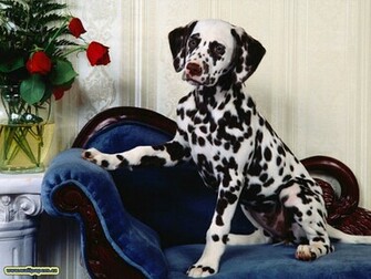 Dalmatian Wallpaper