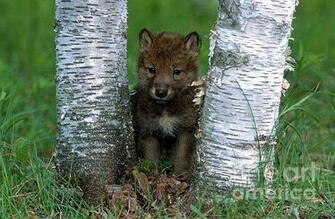 File Photo Of Wolf Pups In Timber Pup Chinowa Acting Cute
