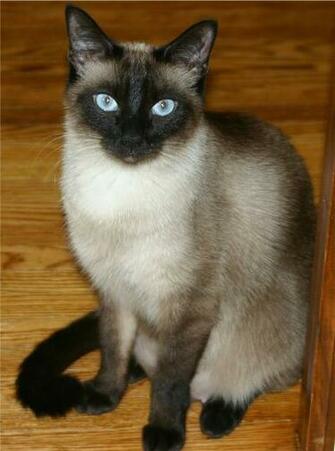 Pictures Of Siamese Cats Desktop Background