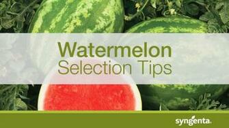 Vegetables Syngenta Us