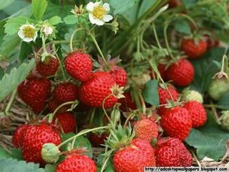Strawberry Fruit Desktop Wallpaper Pc