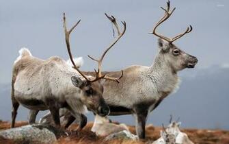 Reindeer Wallpaper Animal