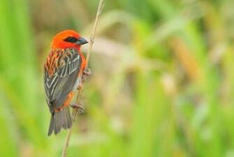 Red Sparrow Ii By Mrcoolattitude