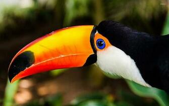 Toucan Wallpaper Animal