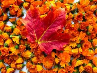 Home Nature Landscapes Fall Screensavers