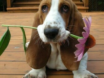 Your Puppy Pictures Wallpaper National Geographic