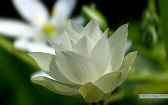 Beautiful White Rose Flowers Wallpaper Roses