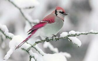 Nature Winter Bird Snow Branch Wallpaper