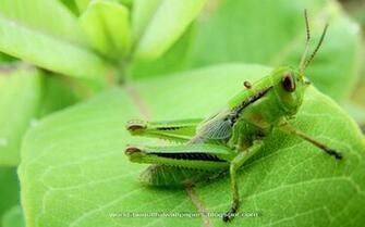 Beautiful Wallpaper Grasshoppers