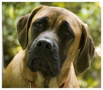Mastiff Dog Photo And Wallpaper Beautiful Lovely English