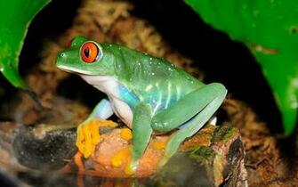 Frog Computer Wallpaper Desktop Background Id
