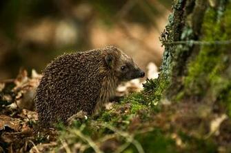 File West European Hedgehog Erinaceus Europaeus Jpg Wikipedia