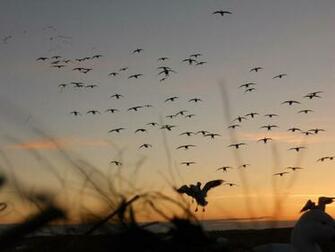 Waterfowl Computer Wallpaper Related Keywords